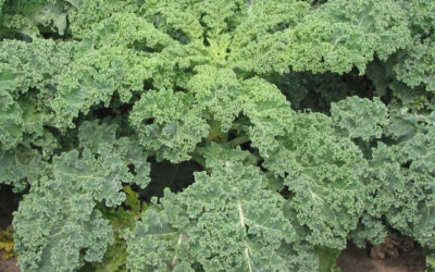 Is Kale good or bad for us?